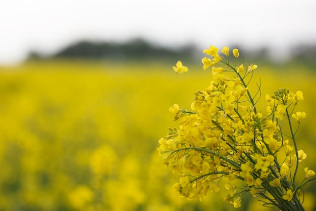 Yellow flowering rapeseed fieldRapeseed landscape