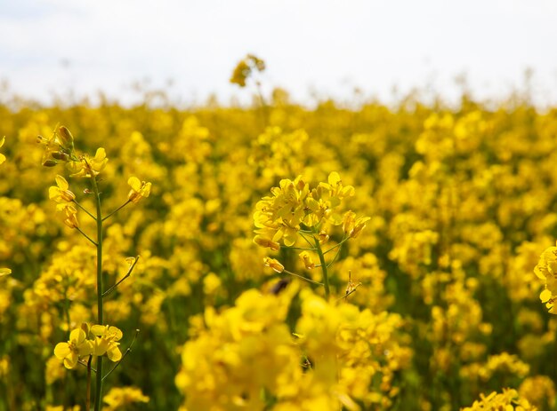 Yellow flowering rapeseed in the spring season