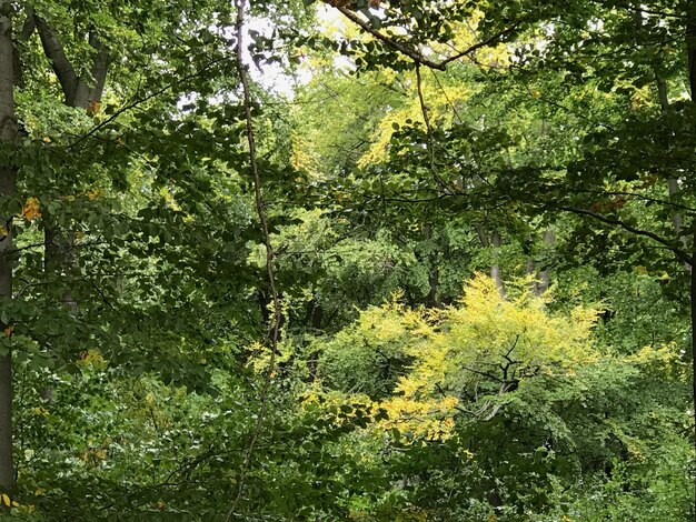 Yellow flowering trees in forest