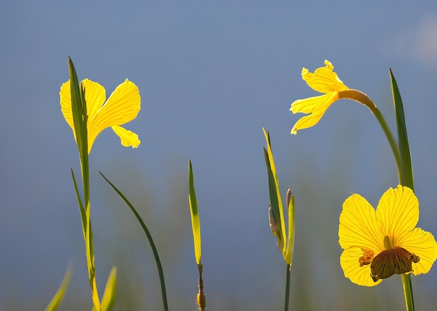 Photo yellow flowers against a blue sky