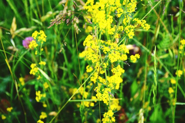 Yellow flowers against blurred background