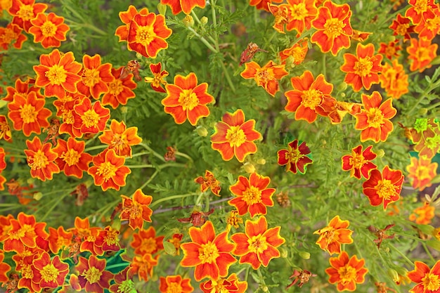 黄色の花の秋の背景のクローズ アップ