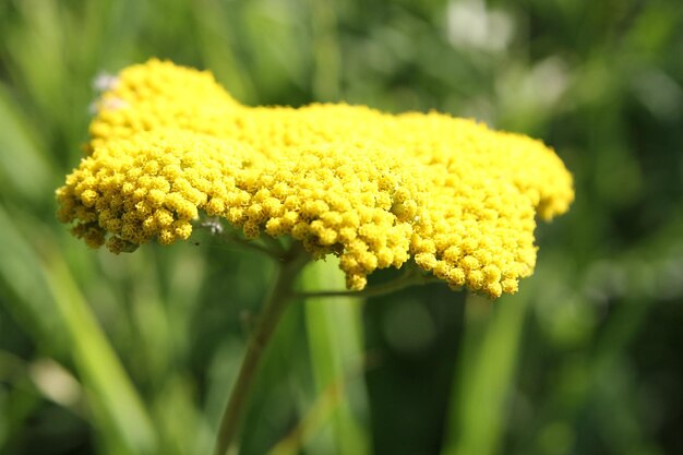 Photo yellow flowers background image