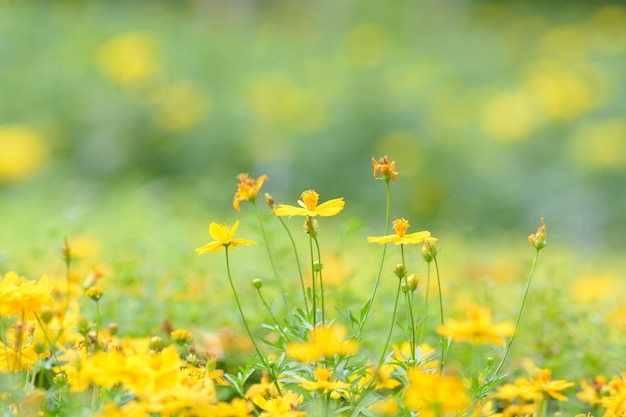 Foto sfondo di fiori gialli con soft focus.