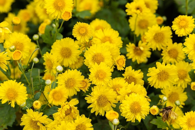 黄色の花の背景 黄色の菊 デイジーの花の背景 黄色の花が咲く菊の背景 フィールド 美しい黄色の花