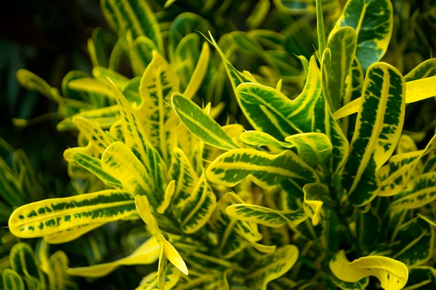 yellow flowers background