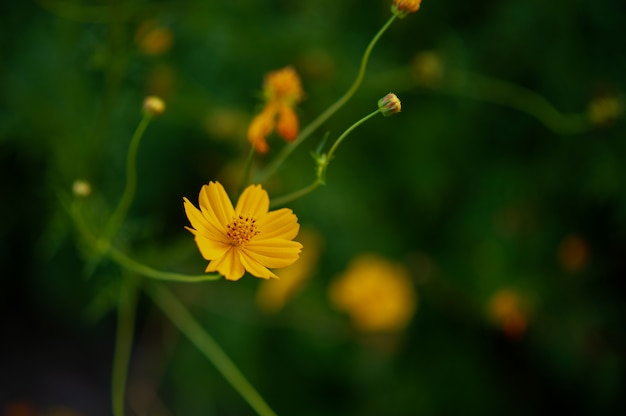 Yellow flowers in a beautiful flower garden, close-up with bokeh