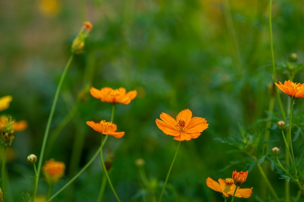 Yellow flowers in a beautiful flower garden, close-up with bokeh