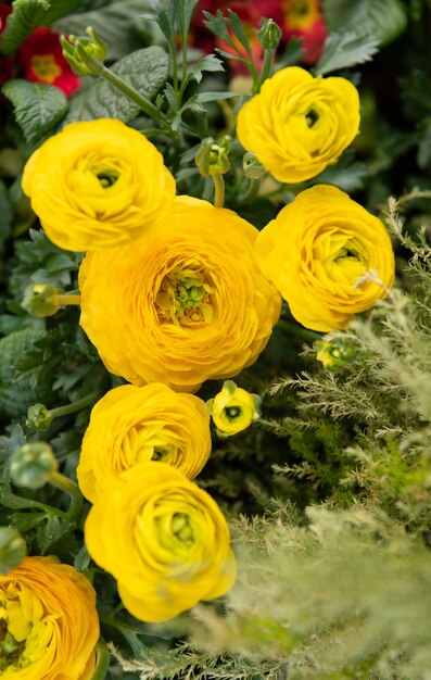 Распускаются желтые цветы, Ranunculus asiaticus.