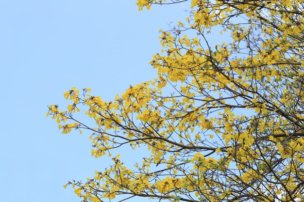 Yellow flowers bloom of yellow trumpet tree on blue sky background.