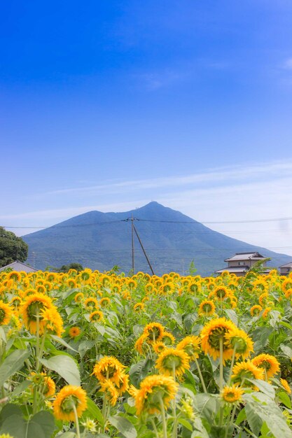 Yellow flowers blooming on field against clear blue sky