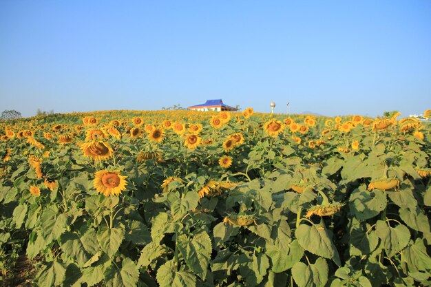 Yellow flowers blooming on field against clear blue sky