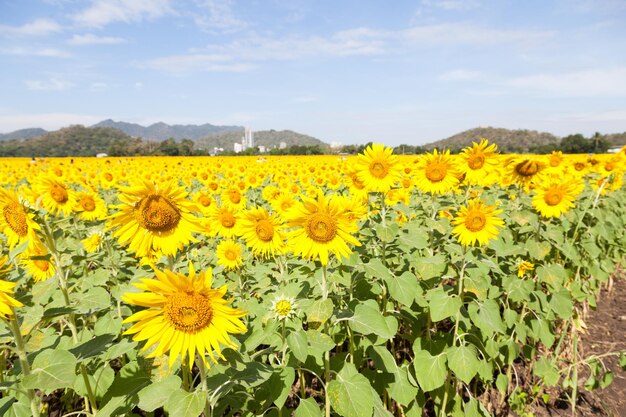 Yellow flowers blooming in field against sky