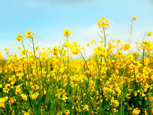 Yellow flowers blooming on field against sky