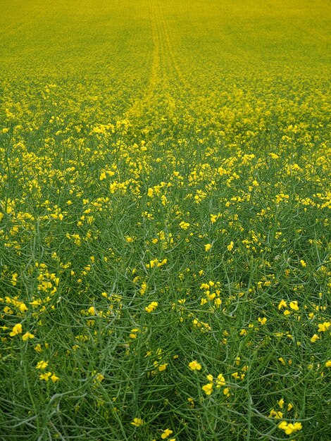 Foto fiori gialli che fioriscono nel campo