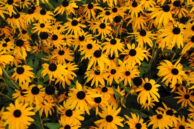 Yellow flowers blooming on field