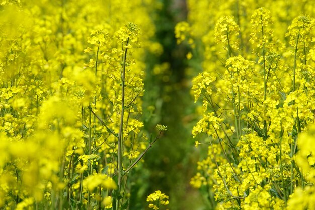 Yellow flowers blooming on field