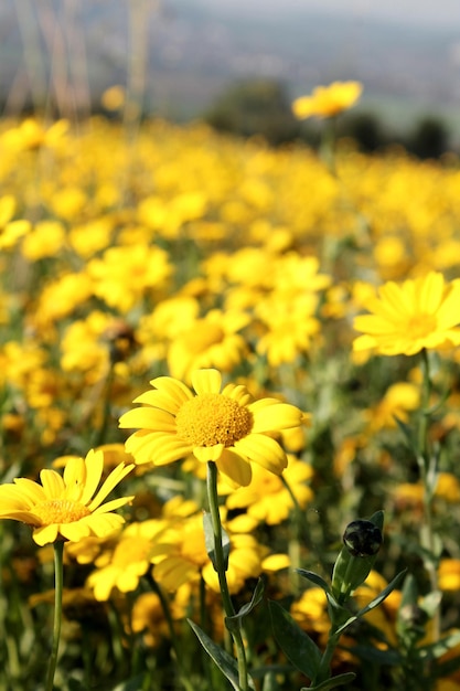 Yellow flowers blooming on field