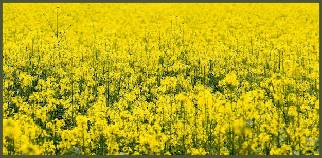 Yellow flowers blooming in field