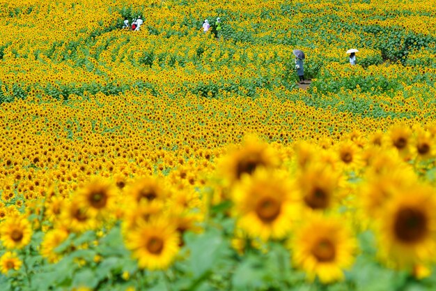 Yellow flowers blooming in field