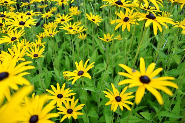 Yellow flowers blooming on field