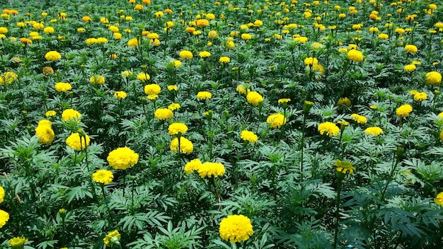 Yellow flowers blooming on field