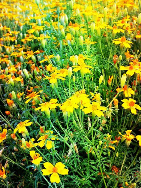 Yellow flowers blooming on field