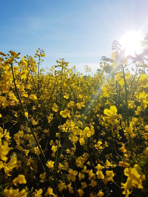 Yellow flowers blooming in field