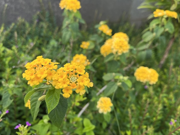 Yellow flowers blooming in the garden at morning