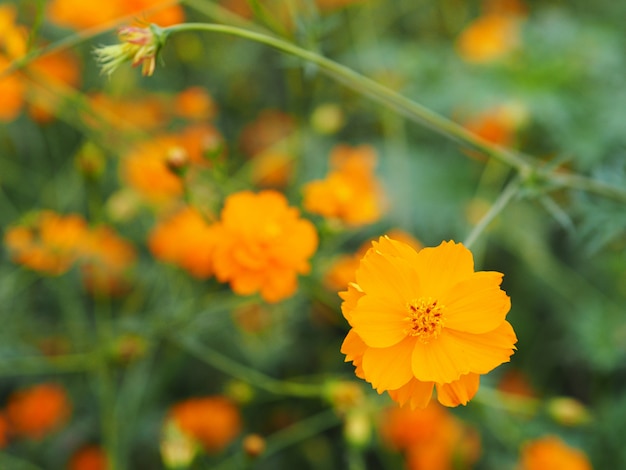 Yellow flowers blooming in the garden