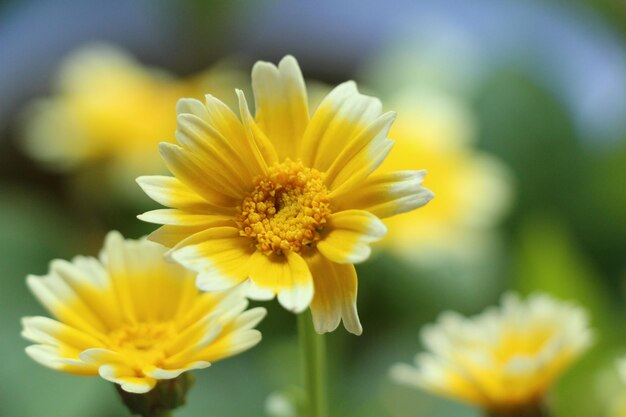 Yellow flowers blooming outdoors