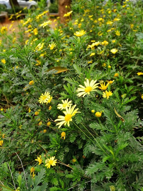 Yellow flowers blooming outdoors