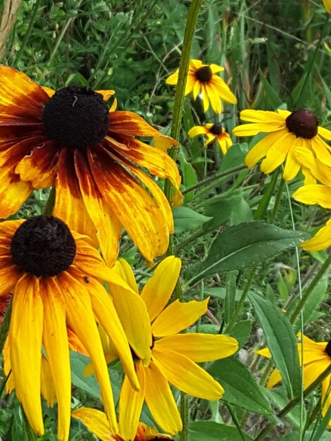 Yellow flowers blooming outdoors