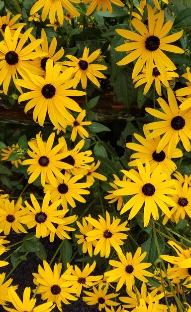 Yellow flowers blooming outdoors