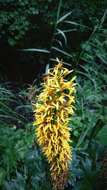 Photo yellow flowers blooming at park