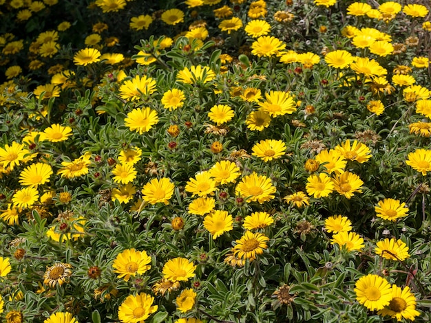 Yellow flowers blooming in summertime next to the promenade in Eastbourne