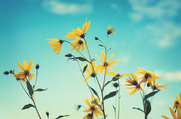 青い空を背景に黄色の花