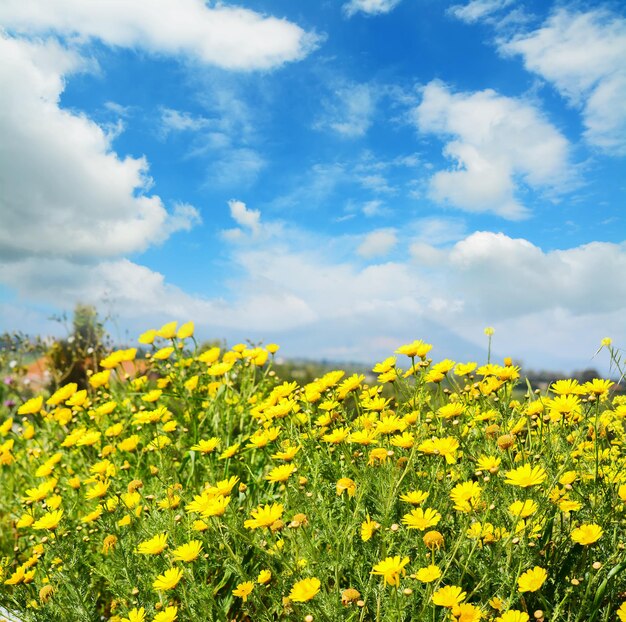 Yellow flowers under a blue sky with clouds