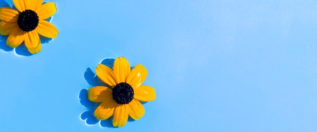 Yellow flowers on a blue water background under natural light. Top view, flat lay. Banner.