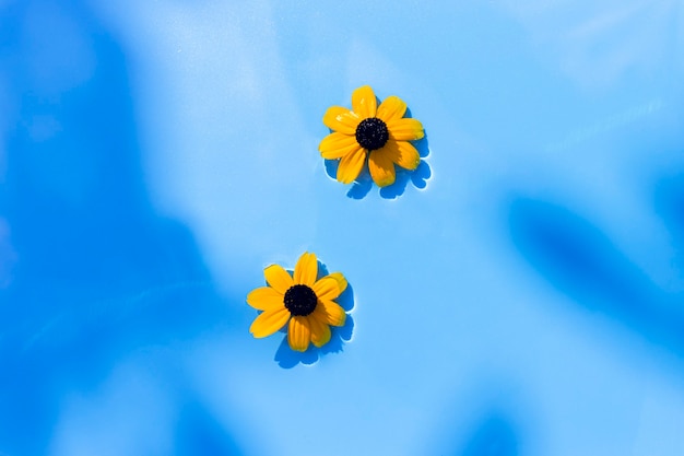 Yellow flowers on a blue water background under natural light. Top view, flat lay.