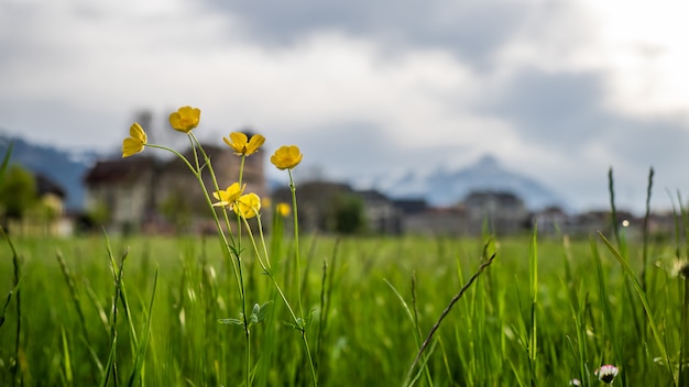 背景がぼやけて黄色の花