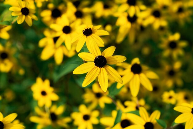 黄色の花の茂み 黄色のカモミールの背景 ルドベキアヒルタ