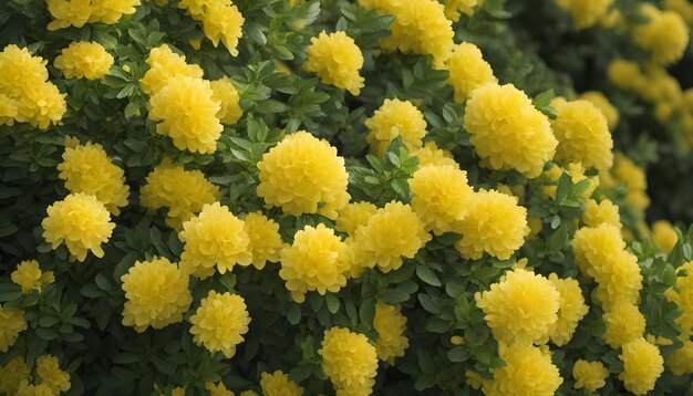 Photo yellow flowers on a bush