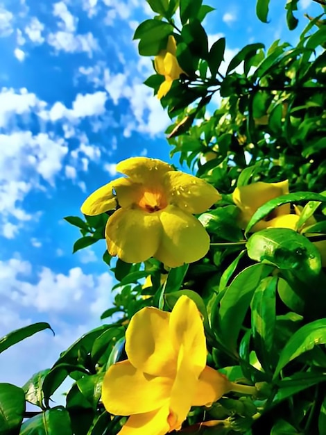 Premium Photo A yellow flowers on a bush Premium Photo A yellow flowers on a bush