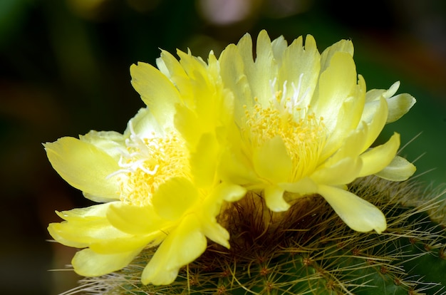 Yellow flowers of cactus.