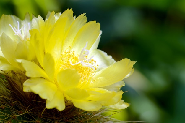 Yellow flowers of cactus