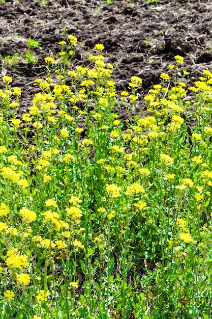 Yellow flowers of canola