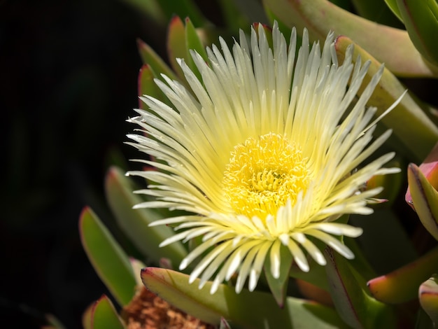 黄色い花（Carpobrotus edulis）