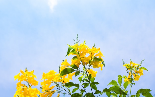 맑고 푸른 하늘, 복사 공간에 노란색 꽃.