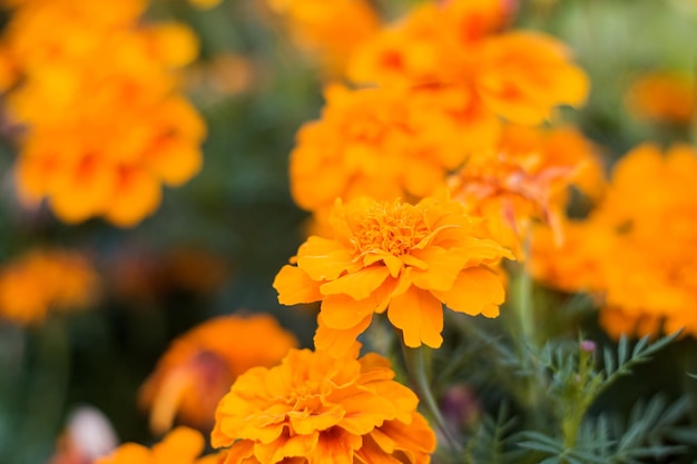 Yellow flowers close up among green leaves